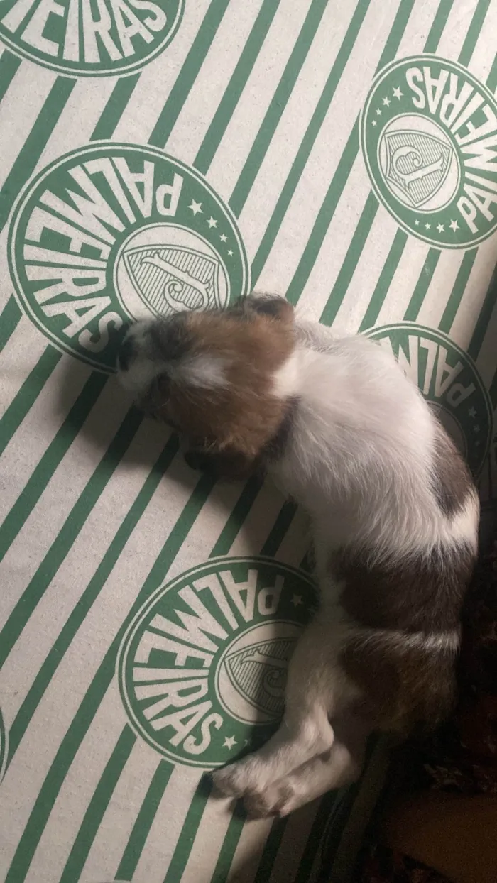 Cachorro ra a Shitzu idade 2 a 6 meses nome ROGERIO BONIFACIO DE SOUZA