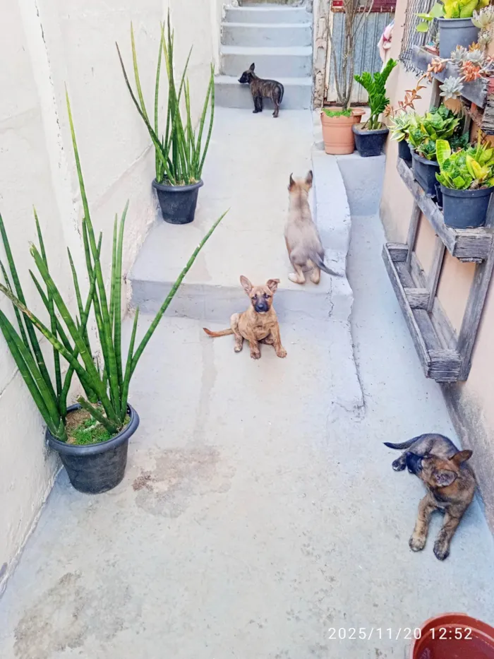 Cachorro ra a SRD-ViraLata idade Abaixo de 2 meses nome Sem nome