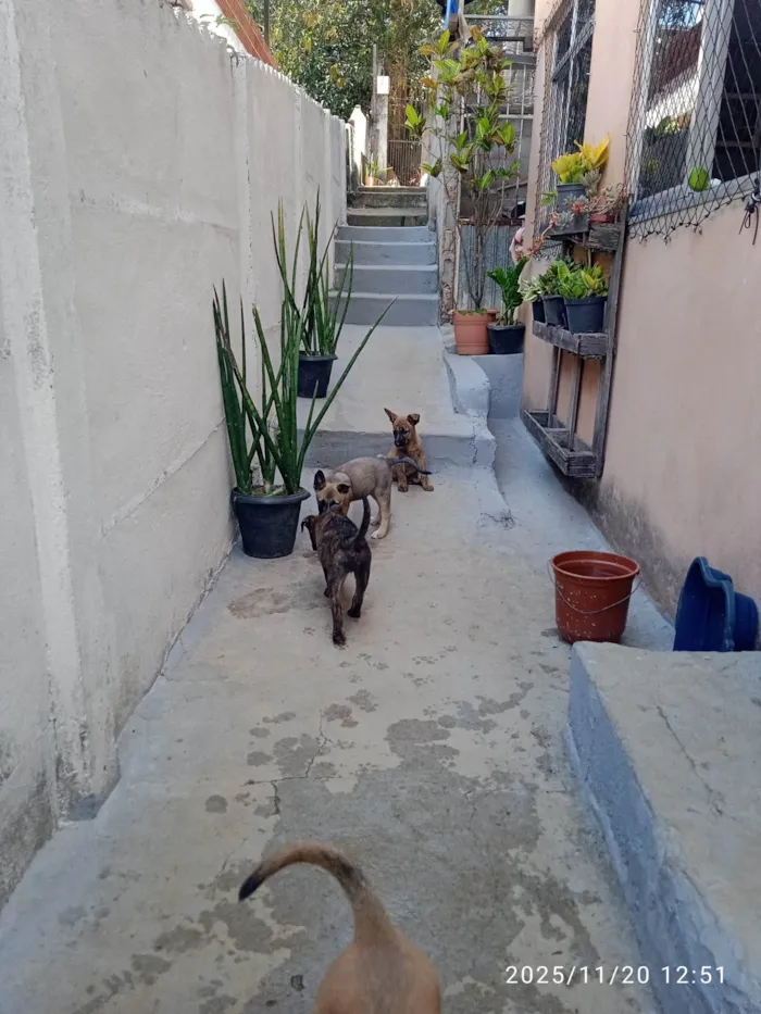 Cachorro ra a SRD-ViraLata idade Abaixo de 2 meses nome Sem nome