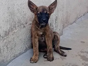 Cachorro ra a SRD-ViraLata idade Abaixo de 2 meses nome Sem nome