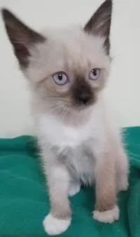 Gato ra a SRD-ViraLata idade 2 a 6 meses nome Sem nome