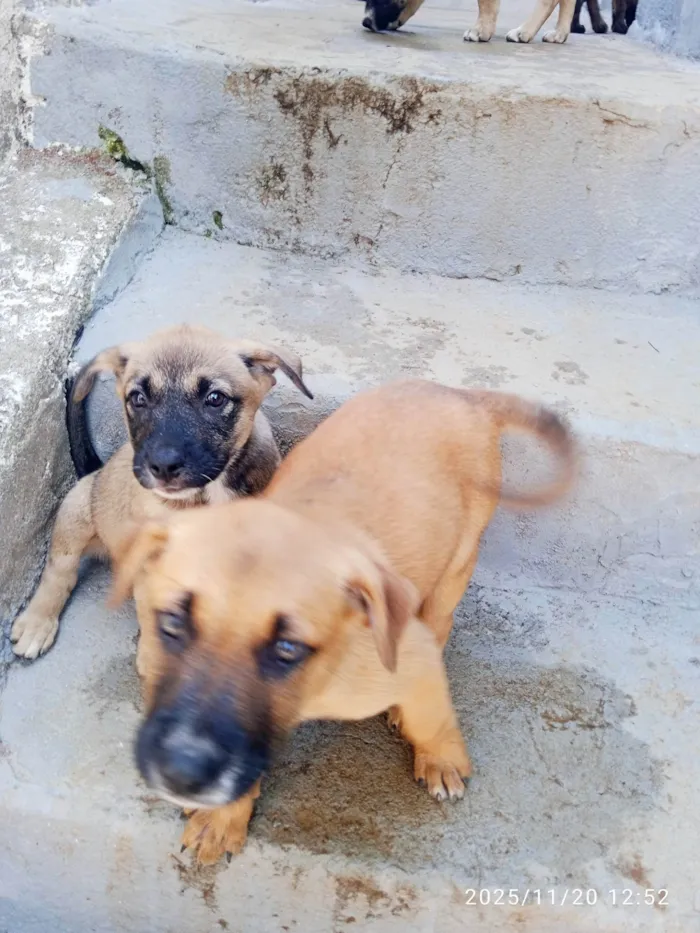 Cachorro ra a SRD-ViraLata idade Abaixo de 2 meses nome Sem nome