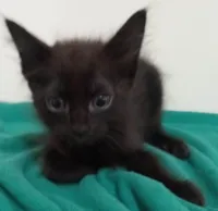 Gato ra a SRD-ViraLata idade 2 a 6 meses nome Sem nome