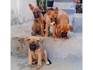 Cachorro ra a SRD-ViraLata idade Abaixo de 2 meses nome Qualquer uma