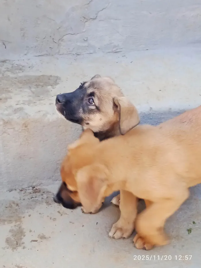Cachorro ra a SRD-ViraLata idade Abaixo de 2 meses nome Várias cadelinhas