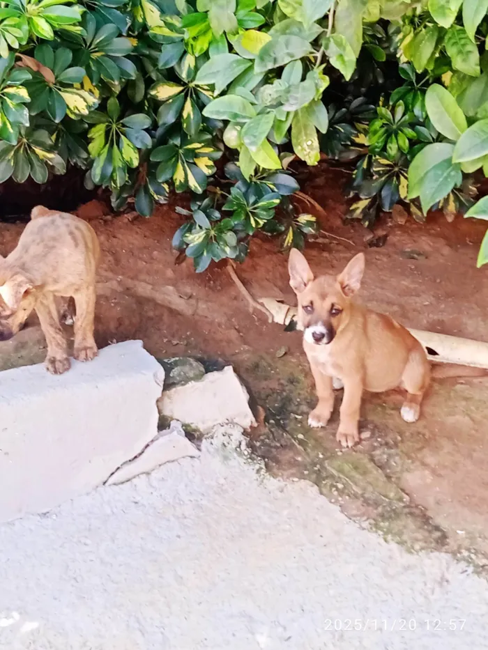 Cachorro ra a SRD-ViraLata idade Abaixo de 2 meses nome Várias cadelinhas