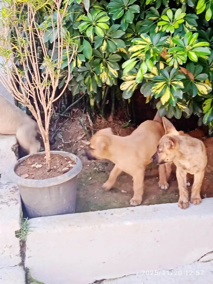 Cachorro ra a SRD-ViraLata idade Abaixo de 2 meses nome Várias cadelinhas
