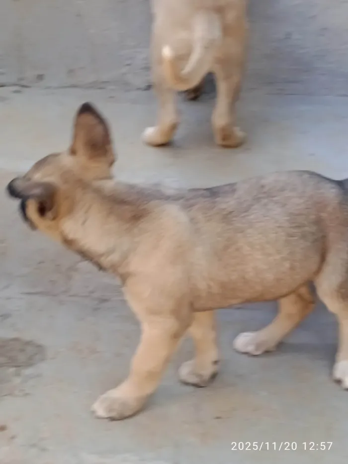 Cachorro ra a SRD-ViraLata idade Abaixo de 2 meses nome Várias cadelinhas