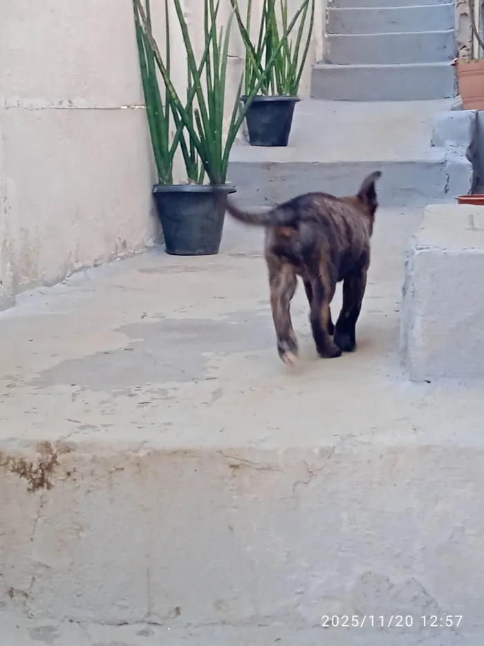 Cachorro ra a SRD-ViraLata idade Abaixo de 2 meses nome Várias cadelinhas