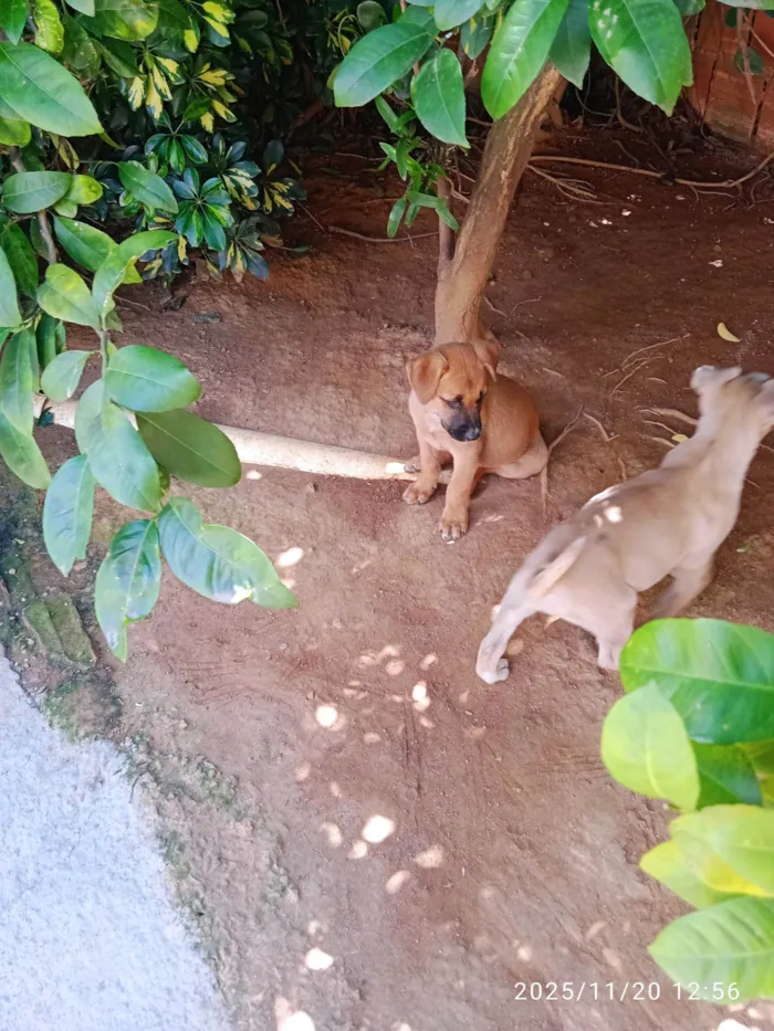 Cachorro ra a SRD-ViraLata idade Abaixo de 2 meses nome Várias cadelinhas