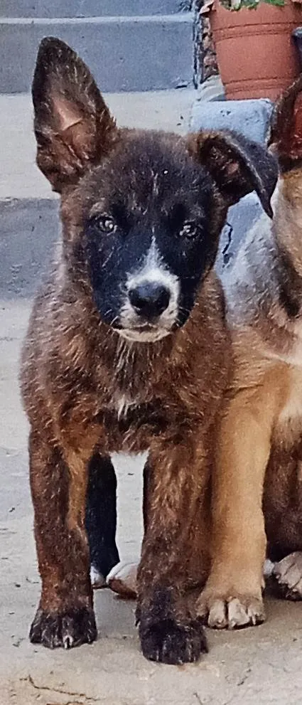 Cachorro ra a SRD-ViraLata idade Abaixo de 2 meses nome Várias cadelinhas