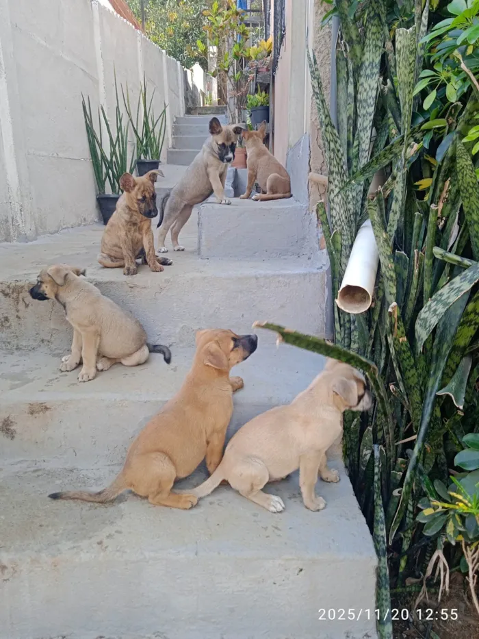 Cachorro ra a SRD-ViraLata idade Abaixo de 2 meses nome Várias cadelinhas