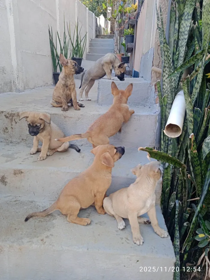 Cachorro ra a SRD-ViraLata idade Abaixo de 2 meses nome Várias cadelinhas