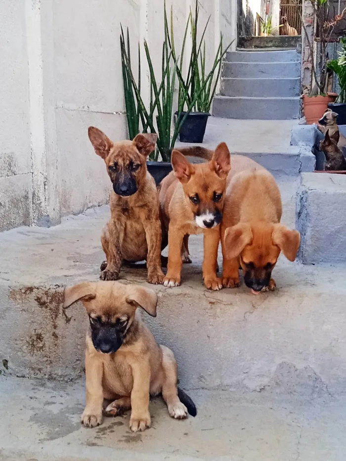 Cachorro ra a SRD-ViraLata idade Abaixo de 2 meses nome Várias cadelinhas