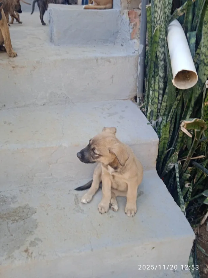 Cachorro ra a SRD-ViraLata idade Abaixo de 2 meses nome Várias cadelinhas