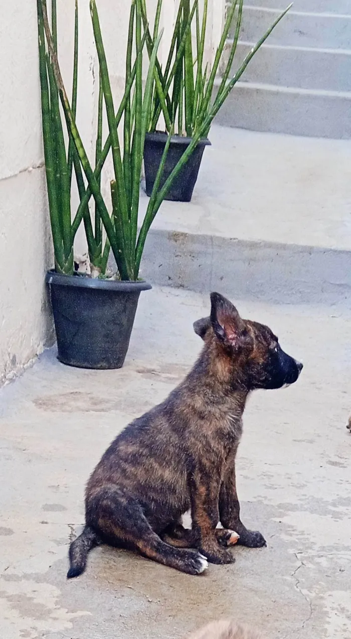 Cachorro ra a SRD-ViraLata idade Abaixo de 2 meses nome Várias cadelinhas