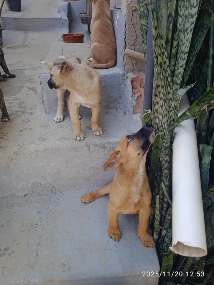 Cachorro ra a SRD-ViraLata idade Abaixo de 2 meses nome Várias cadelinhas