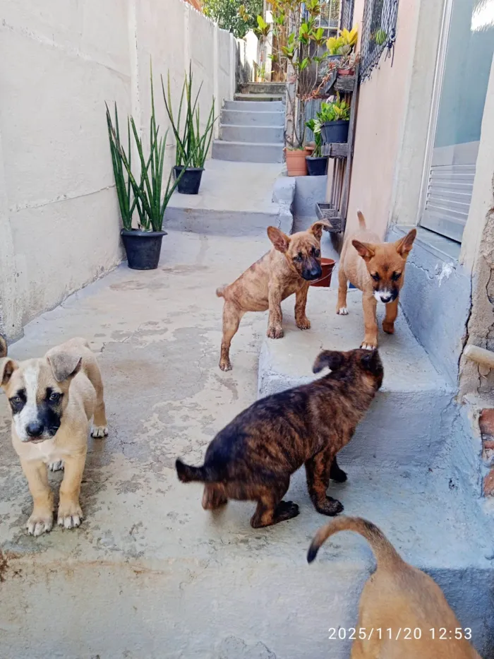 Cachorro ra a SRD-ViraLata idade Abaixo de 2 meses nome Várias cadelinhas