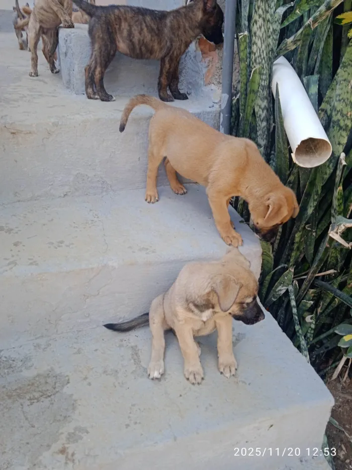 Cachorro ra a SRD-ViraLata idade Abaixo de 2 meses nome Várias cadelinhas