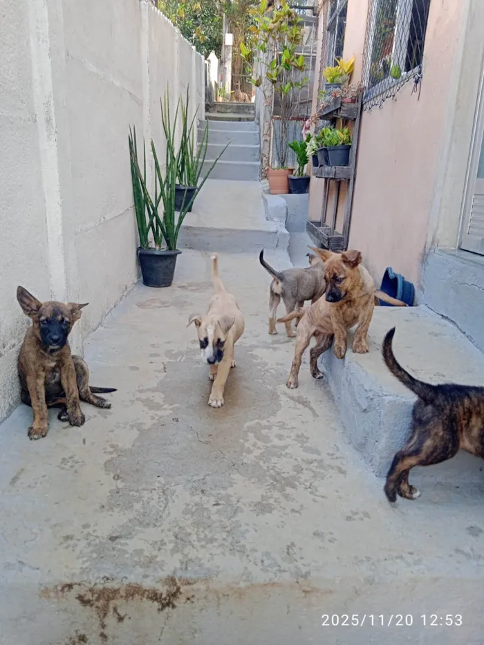 Cachorro ra a SRD-ViraLata idade Abaixo de 2 meses nome Várias cadelinhas