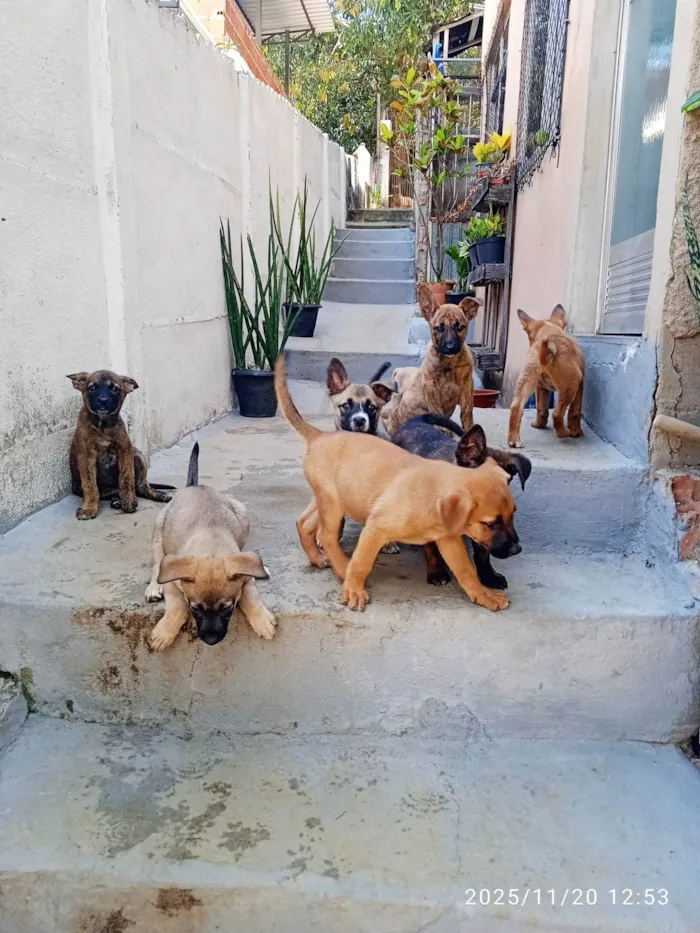 Cachorro ra a SRD-ViraLata idade Abaixo de 2 meses nome Várias cadelinhas