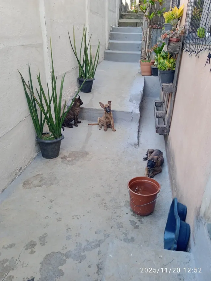 Cachorro ra a SRD-ViraLata idade Abaixo de 2 meses nome Várias cadelinhas