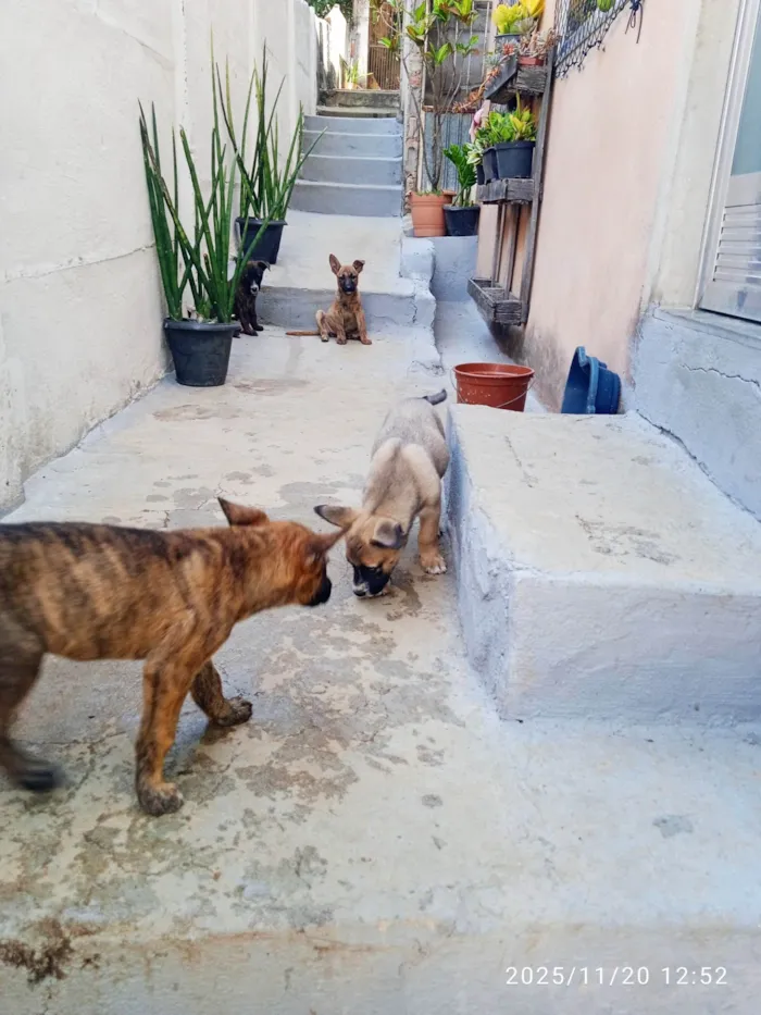 Cachorro ra a SRD-ViraLata idade Abaixo de 2 meses nome Várias cadelinhas