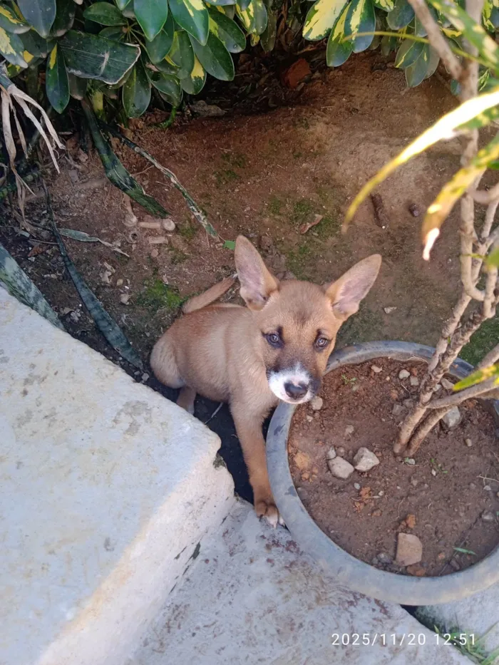 Cachorro ra a SRD-ViraLata idade Abaixo de 2 meses nome Várias cadelinhas