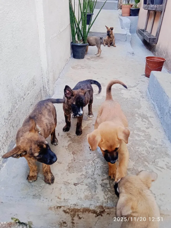 Cachorro ra a SRD-ViraLata idade Abaixo de 2 meses nome Várias cadelinhas