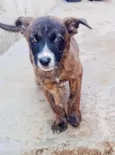 Cachorro ra a SRD-ViraLata idade Abaixo de 2 meses nome Várias cadelinhas