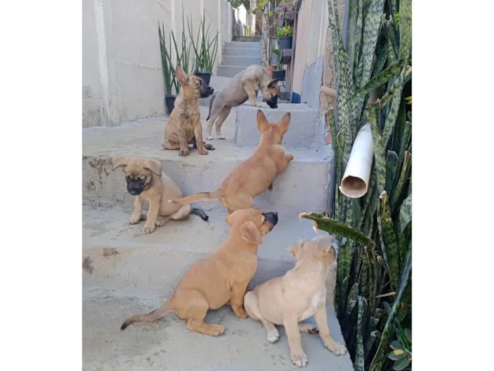 Cachorro ra a SRD-ViraLata idade Abaixo de 2 meses nome Várias cadelinhas