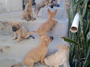 Cachorro raça SRD-ViraLata idade Abaixo de 2 meses nome Várias cadelinhas