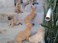 Cachorro raça SRD-ViraLata idade Abaixo de 2 meses nome Várias cadelinhas