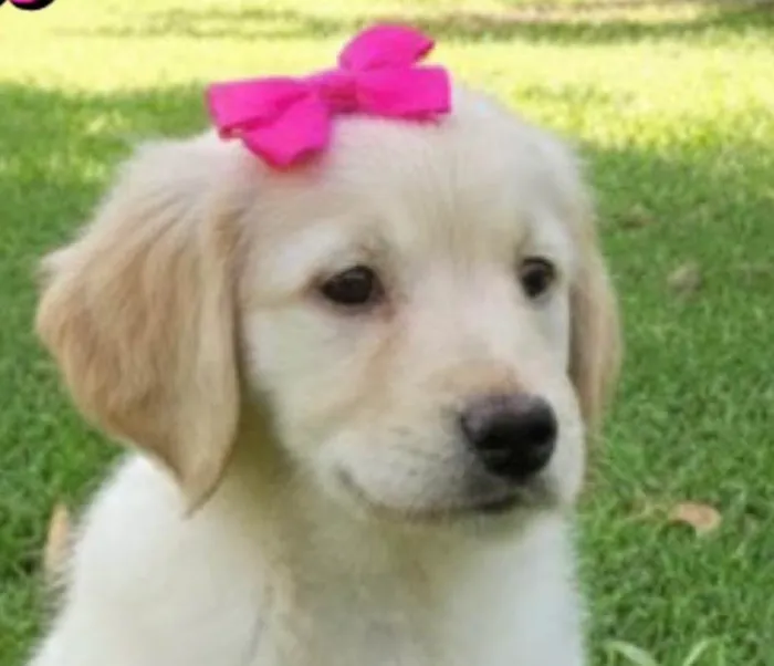 Cachorro ra a SRD-ViraLata idade 2 a 6 meses nome Brenda 