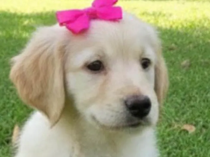 Cachorro ra a SRD-ViraLata idade 2 a 6 meses nome Brenda 