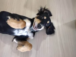 Cachorro raça SRD-ViraLata idade 7 a 11 meses nome Luffy