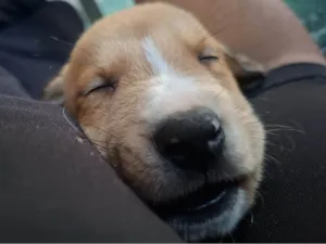 Cachorro raça SRD-ViraLata idade 2 a 6 meses nome Cookie 