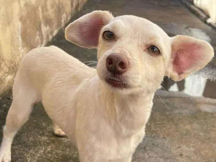 Cachorro ra a Yorkshire idade 4 anos nome Fred 