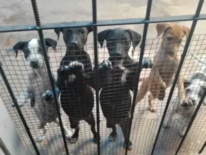 Cachorro raça SRD-ViraLata idade 2 a 6 meses nome Não tem