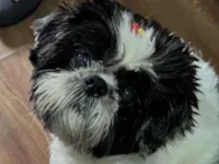 Cachorro raça Shitzu idade 6 ou mais anos nome BIANCA 