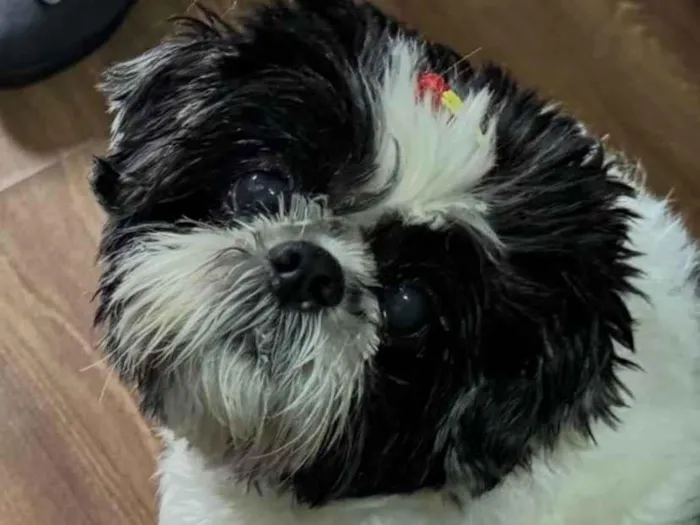 Cachorro raça Shitzu idade 6 ou mais anos nome BIANCA 