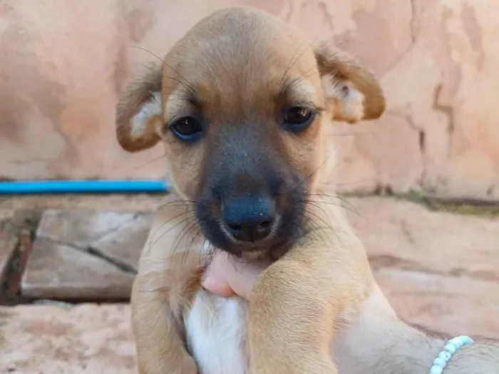 Cachorro raça SRD-ViraLata idade Abaixo de 2 meses nome Pasta de Amendoim da Silva