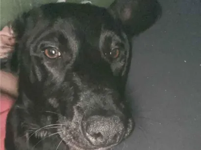 Cachorro raça SRD-ViraLata idade 2 a 6 meses nome Chico