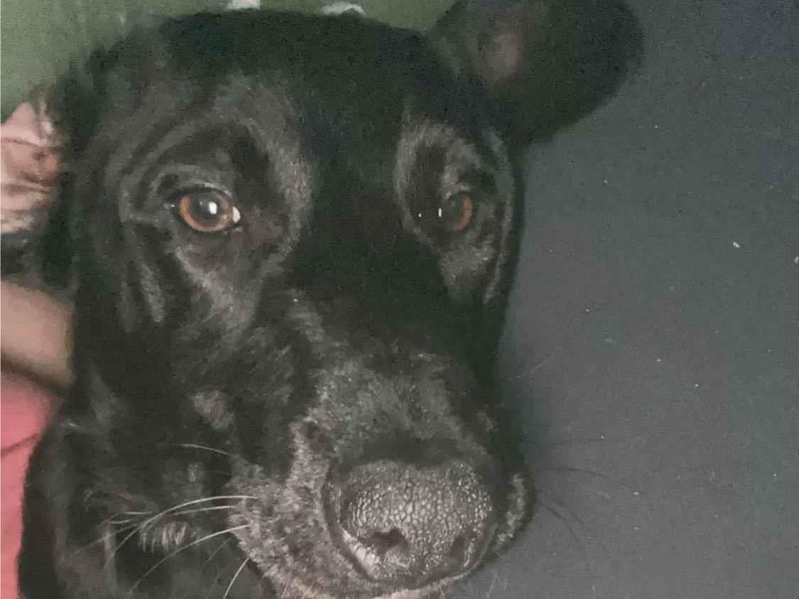 Cachorro ra a SRD-ViraLata idade 2 a 6 meses nome Chico
