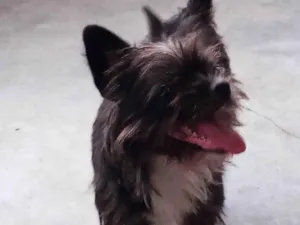 Cachorro ra a Shitzu idade 2 anos nome Não tem nome