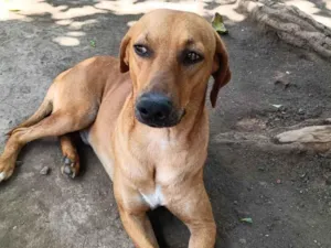 Cachorro raça SRD-ViraLata idade 2 anos nome Dourado 
