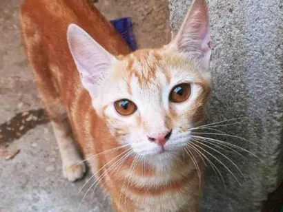 Gato raça SRD-ViraLata idade 2 a 6 meses nome 4 GATINHOS