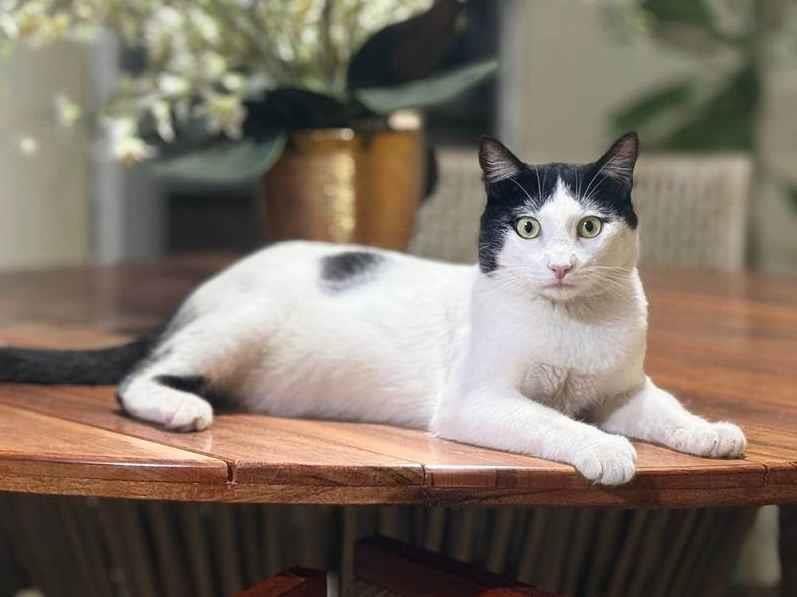 Gato ra a SRD-ViraLata idade 1 ano nome Simba