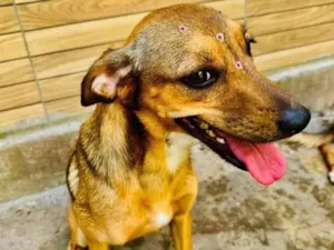 Cachorro ra a SRD-ViraLata idade 2 anos nome Dolly 