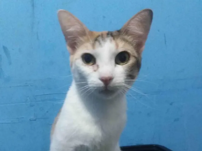 Gato raça SRD- idade 7 a 11 meses nome Lady Day